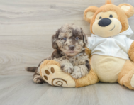 5 week old Mini Labradoodle Puppy For Sale - Seaside Pups