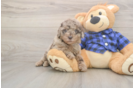 Energetic Labrapoo Poodle Mix Puppy