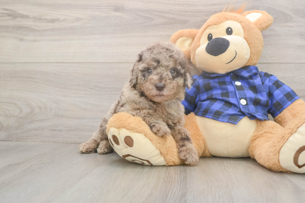 Energetic Labrapoo Poodle Mix Puppy