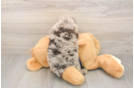 Friendly Mini Labradoodle Baby