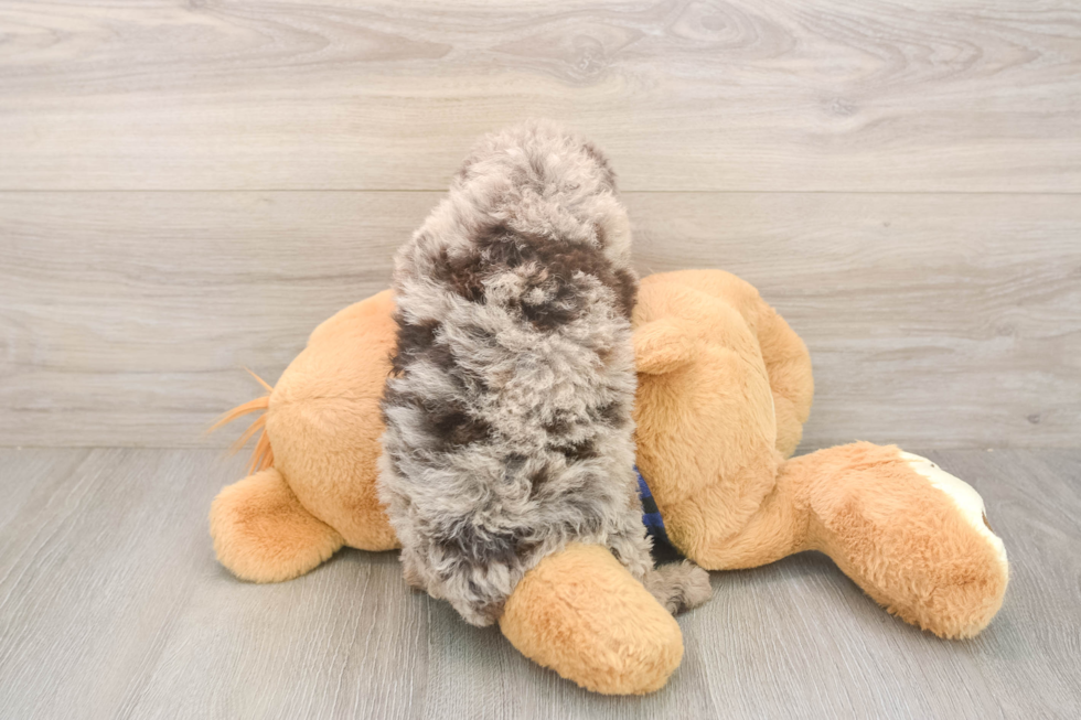 Friendly Mini Labradoodle Baby