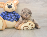 7 week old Mini Labradoodle Puppy For Sale - Seaside Pups