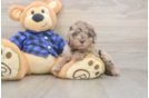 Best Mini Labradoodle Baby