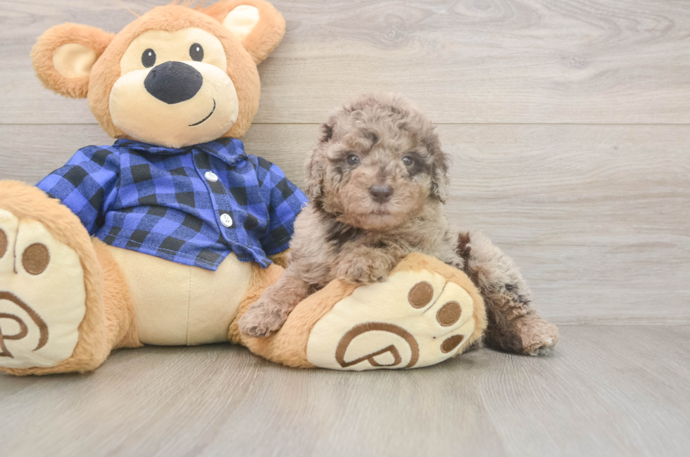 5 week old Mini Labradoodle Puppy For Sale - Seaside Pups