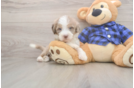 Mini Labradoodle Pup Being Cute