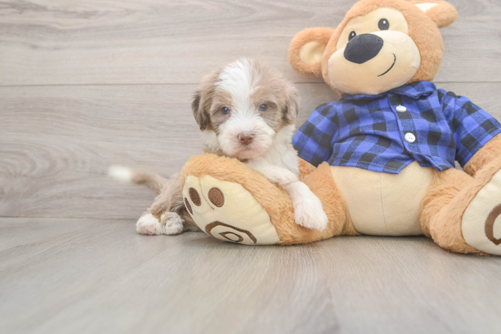 Mini Labradoodle Pup Being Cute