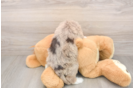 Mini Labradoodle Pup Being Cute