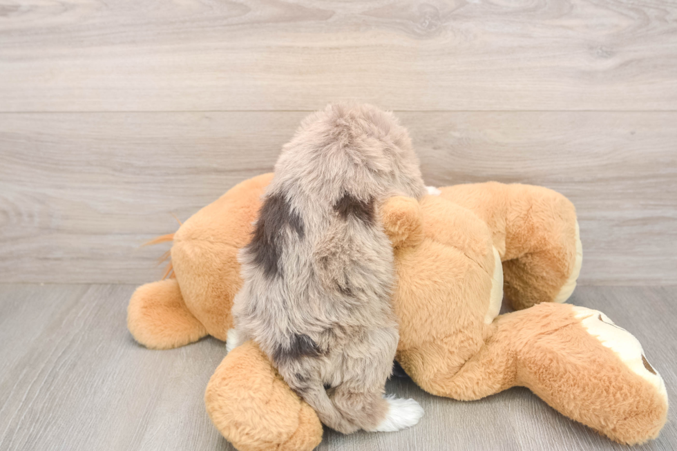 Mini Labradoodle Pup Being Cute