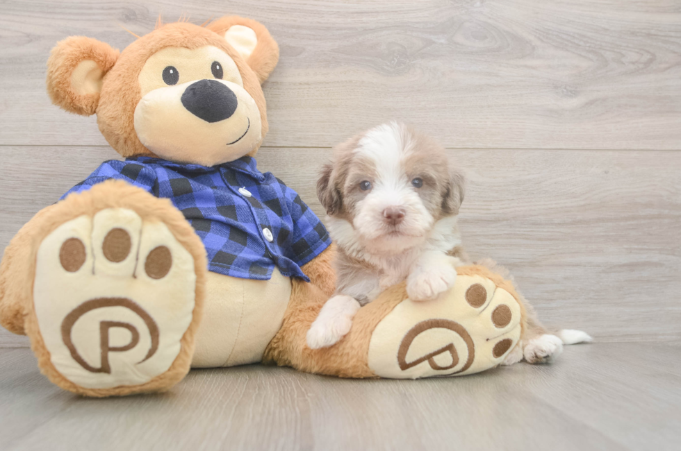 5 week old Mini Labradoodle Puppy For Sale - Seaside Pups