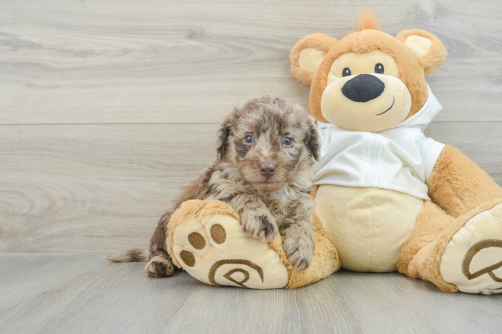 Mini Labradoodle Pup Being Cute