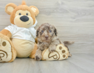 5 week old Mini Labradoodle Puppy For Sale - Seaside Pups