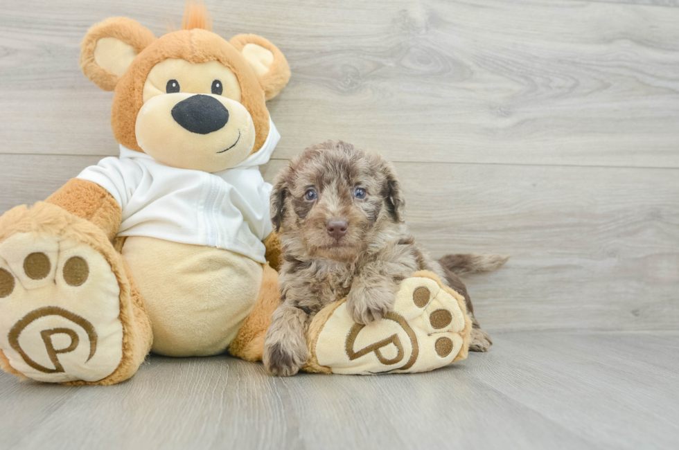 8 week old Mini Labradoodle Puppy For Sale - Seaside Pups