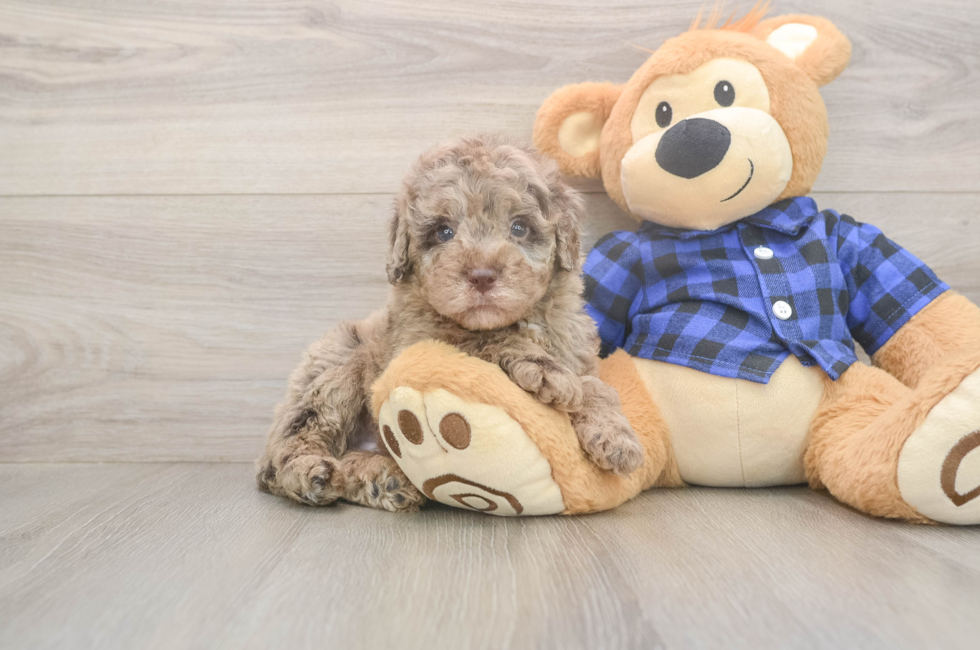 5 week old Mini Labradoodle Puppy For Sale - Seaside Pups
