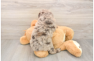 Mini Labradoodle Puppy for Adoption