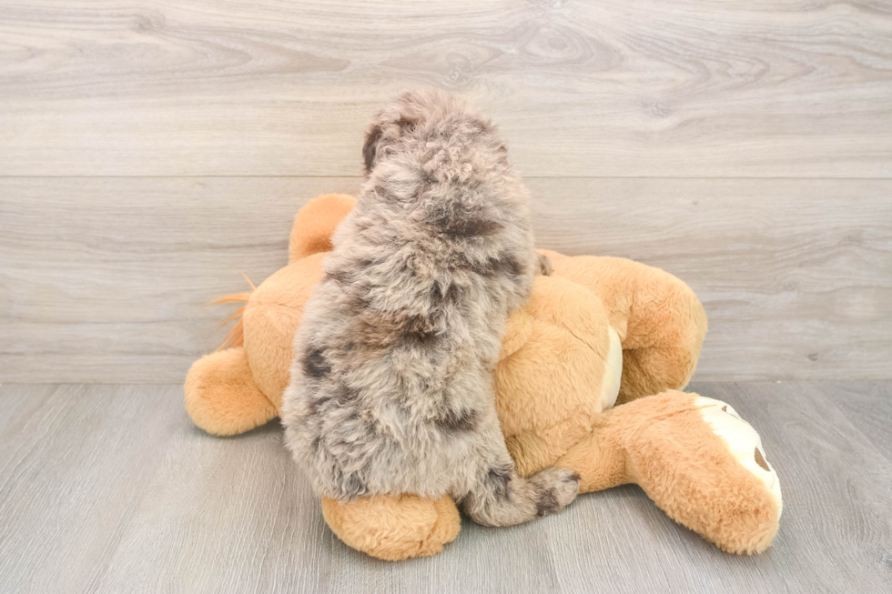 Mini Labradoodle Puppy for Adoption