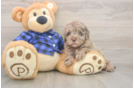 Smart Mini Labradoodle Poodle Mix Pup