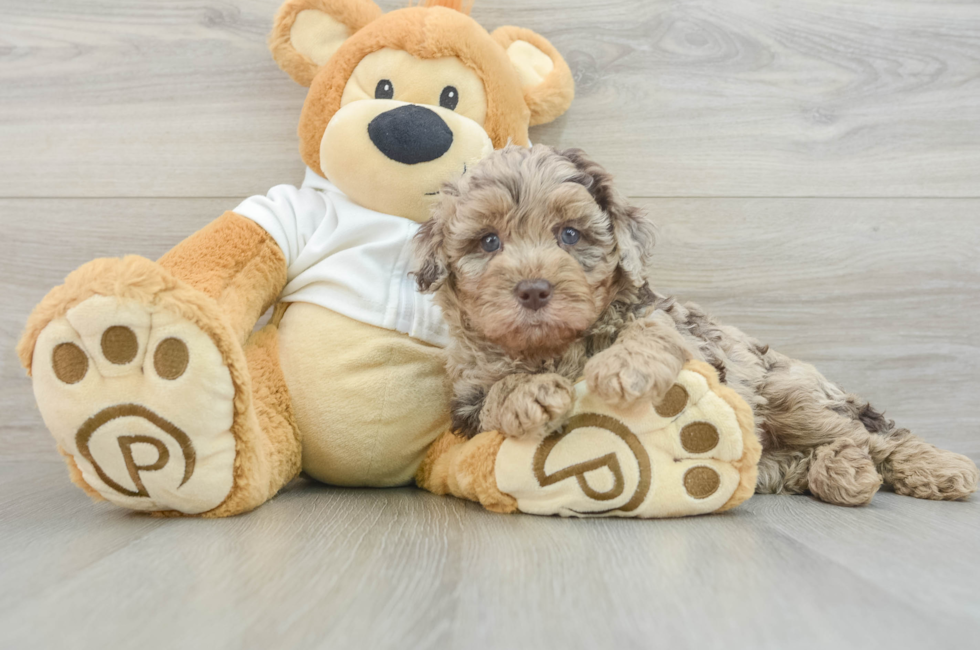 8 week old Mini Labradoodle Puppy For Sale - Seaside Pups