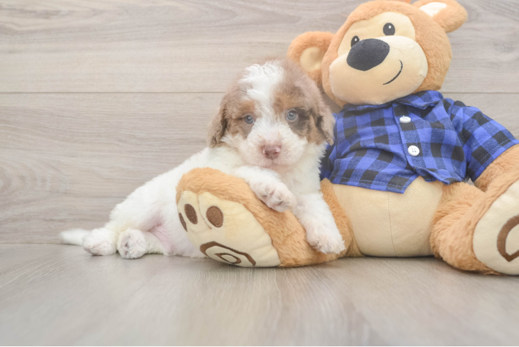 Petite Mini Labradoodle Poodle Mix Pup