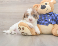 12 week old Mini Labradoodle Puppy For Sale - Seaside Pups