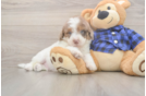 Petite Mini Labradoodle Poodle Mix Pup