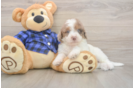 Cute Mini Labradoodle Baby