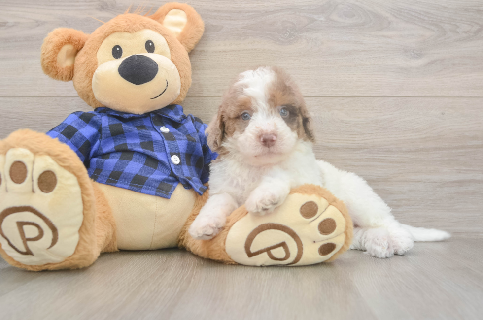 5 week old Mini Labradoodle Puppy For Sale - Seaside Pups