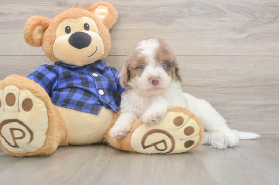 Cute Mini Labradoodle Baby