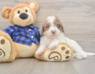 6 week old Mini Labradoodle Puppy For Sale - Seaside Pups 6 week old Mini Labradoodle Puppy For Sale - Seaside Pups