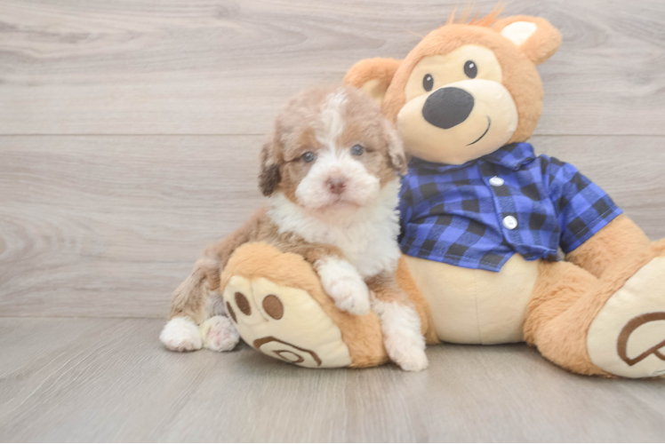Smart Mini Labradoodle Poodle Mix Pup