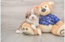 Smart Mini Labradoodle Poodle Mix Pup