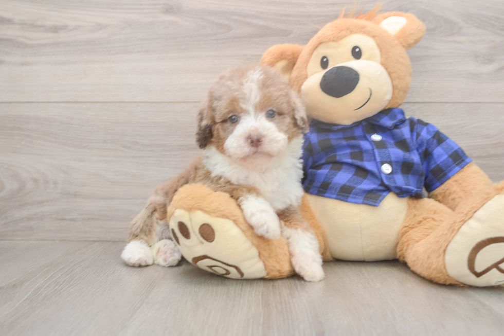 Smart Mini Labradoodle Poodle Mix Pup