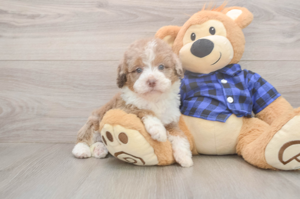 5 week old Mini Labradoodle Puppy For Sale - Seaside Pups