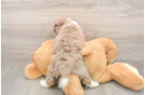Friendly Mini Labradoodle Baby
