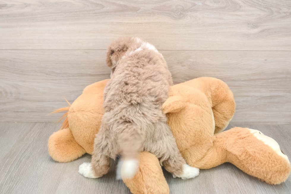 Friendly Mini Labradoodle Baby