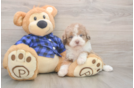 Playful Labrapoo Poodle Mix Puppy
