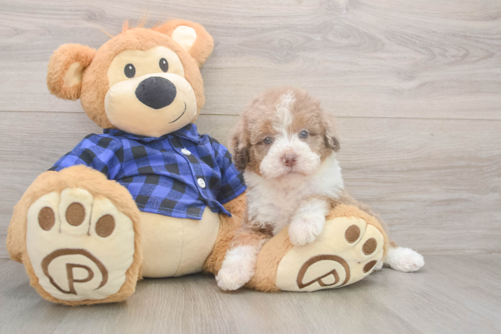 Playful Labrapoo Poodle Mix Puppy