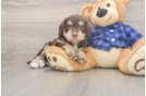 Best Mini Labradoodle Baby