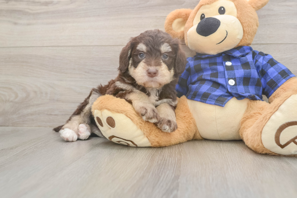 Best Mini Labradoodle Baby