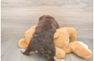 Adorable Labrapoo Poodle Mix Puppy