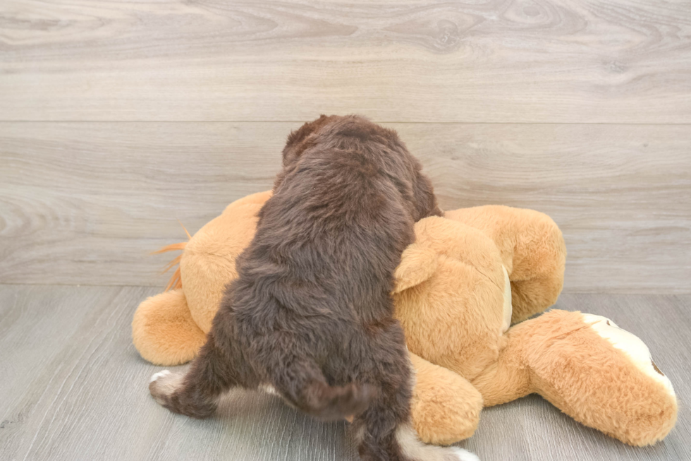 Adorable Labrapoo Poodle Mix Puppy