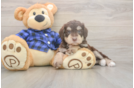 Fluffy Mini Labradoodle Poodle Mix Pup