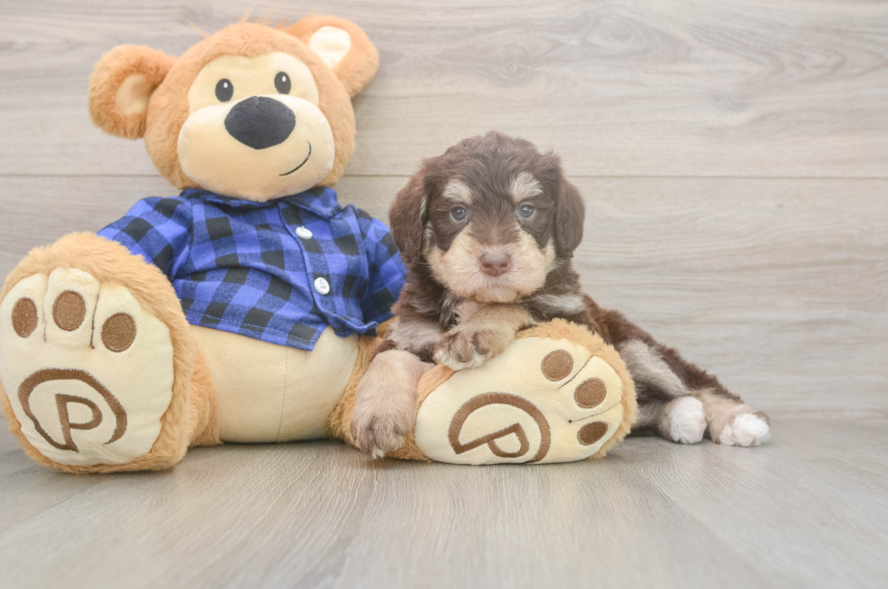 5 week old Mini Labradoodle Puppy For Sale - Seaside Pups