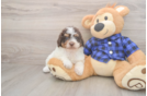 Happy Mini Labradoodle Baby