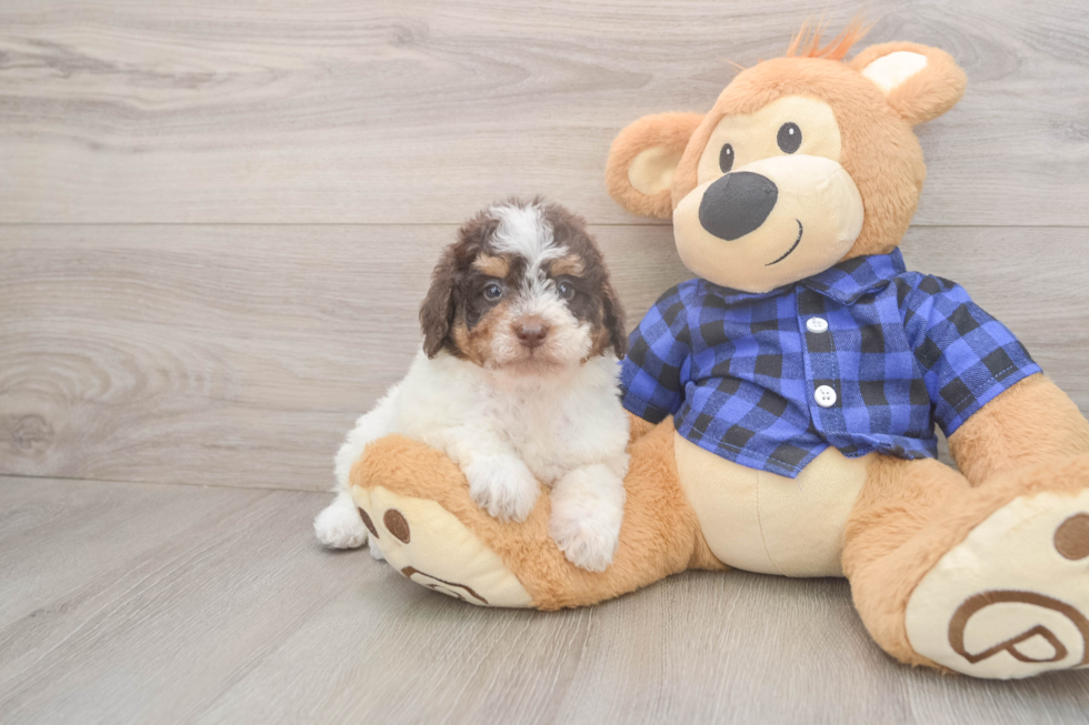 Happy Mini Labradoodle Baby