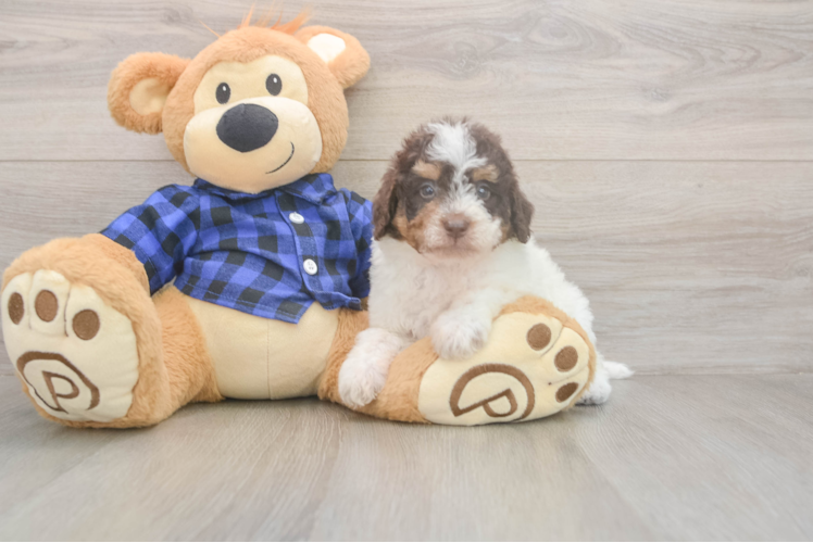 Energetic Labrapoo Poodle Mix Puppy