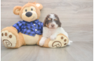 Energetic Labrapoo Poodle Mix Puppy