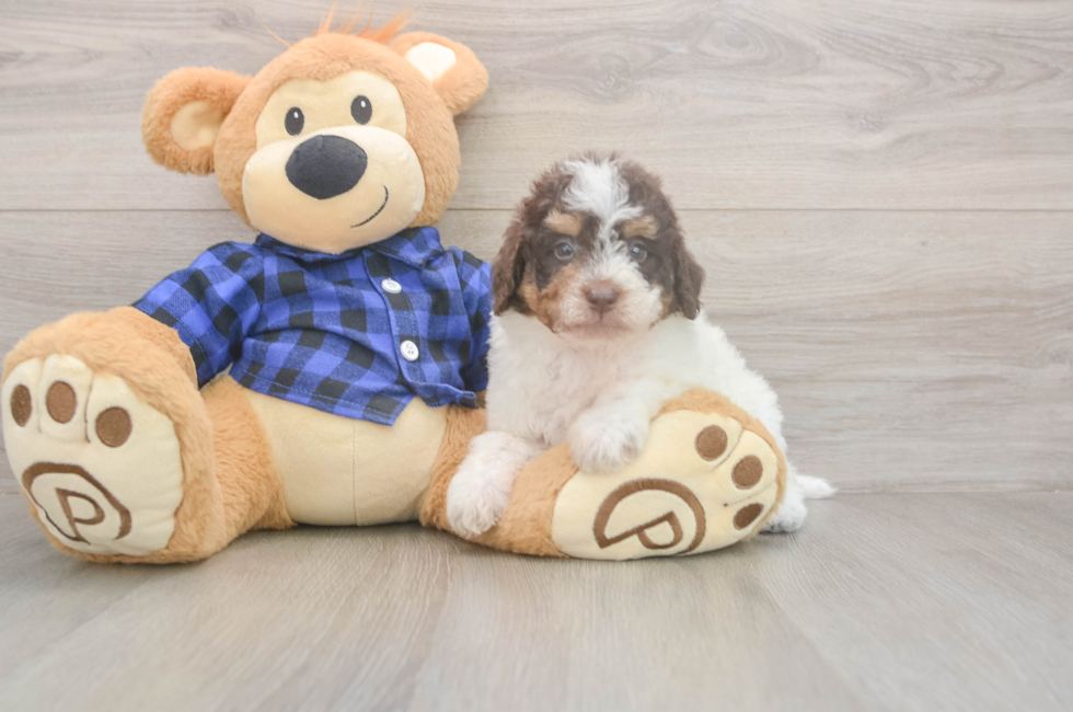 5 week old Mini Labradoodle Puppy For Sale - Seaside Pups