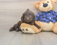5 week old Mini Labradoodle Puppy For Sale - Seaside Pups