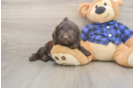 Hypoallergenic Labrapoo Poodle Mix Puppy