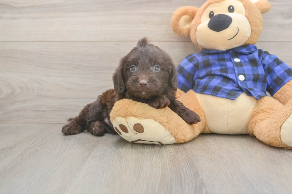 Hypoallergenic Labrapoo Poodle Mix Puppy